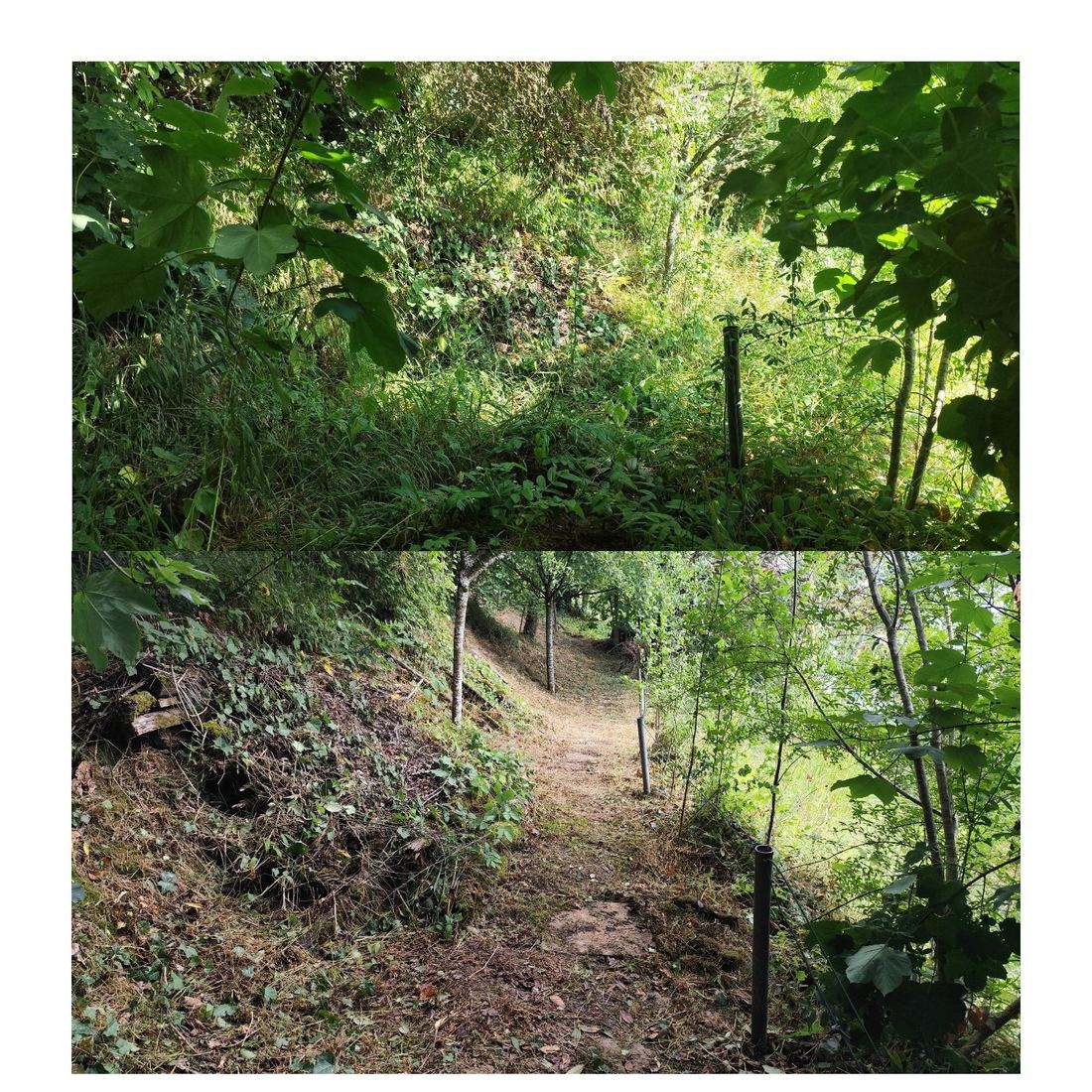 Débroussaillage d'un sentier avant/après